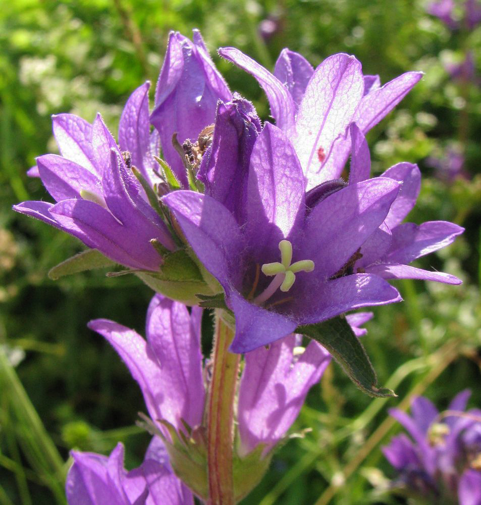 Image of Campanula glomerata specimen.