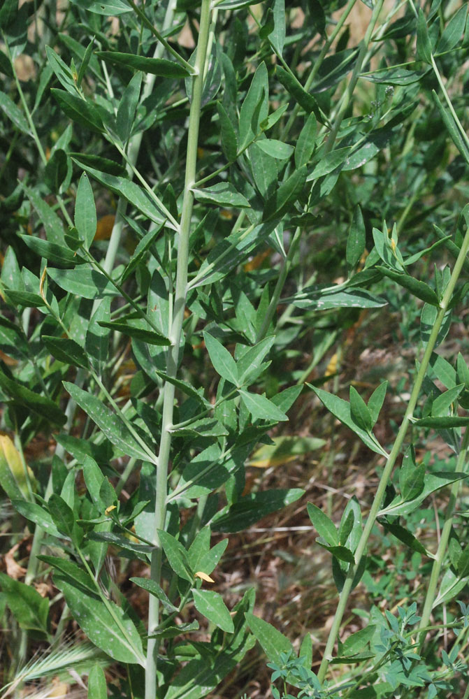 Image of Lepidium latifolium specimen.