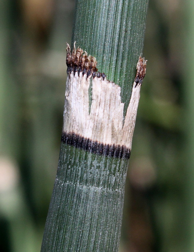 Изображение особи Equisetum hyemale var. robustum.