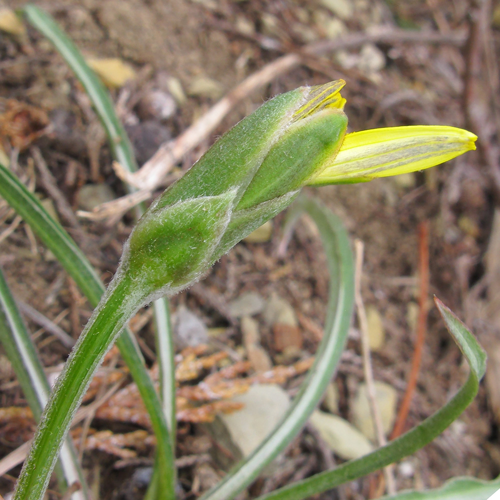 Image of Scorzonera turkeviczii specimen.