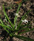 Scilla siberica