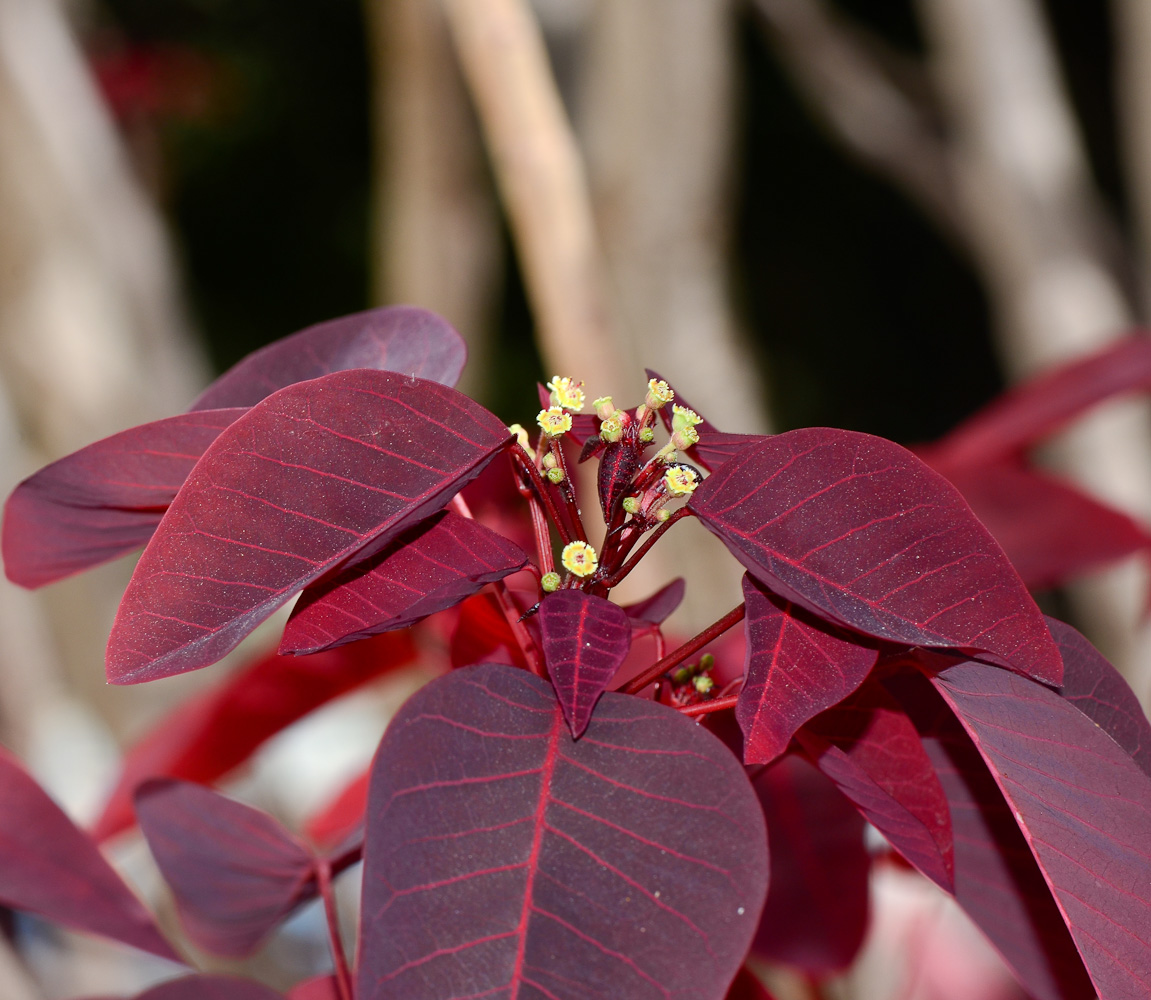 Image of Euphorbia cotinifolia specimen.
