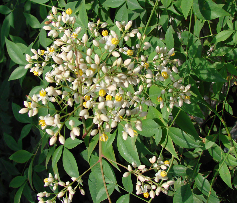 Image of Nandina domestica specimen.