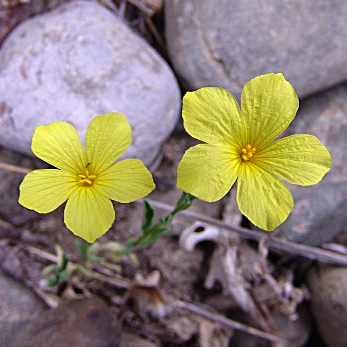 Изображение особи Linum nodiflorum.