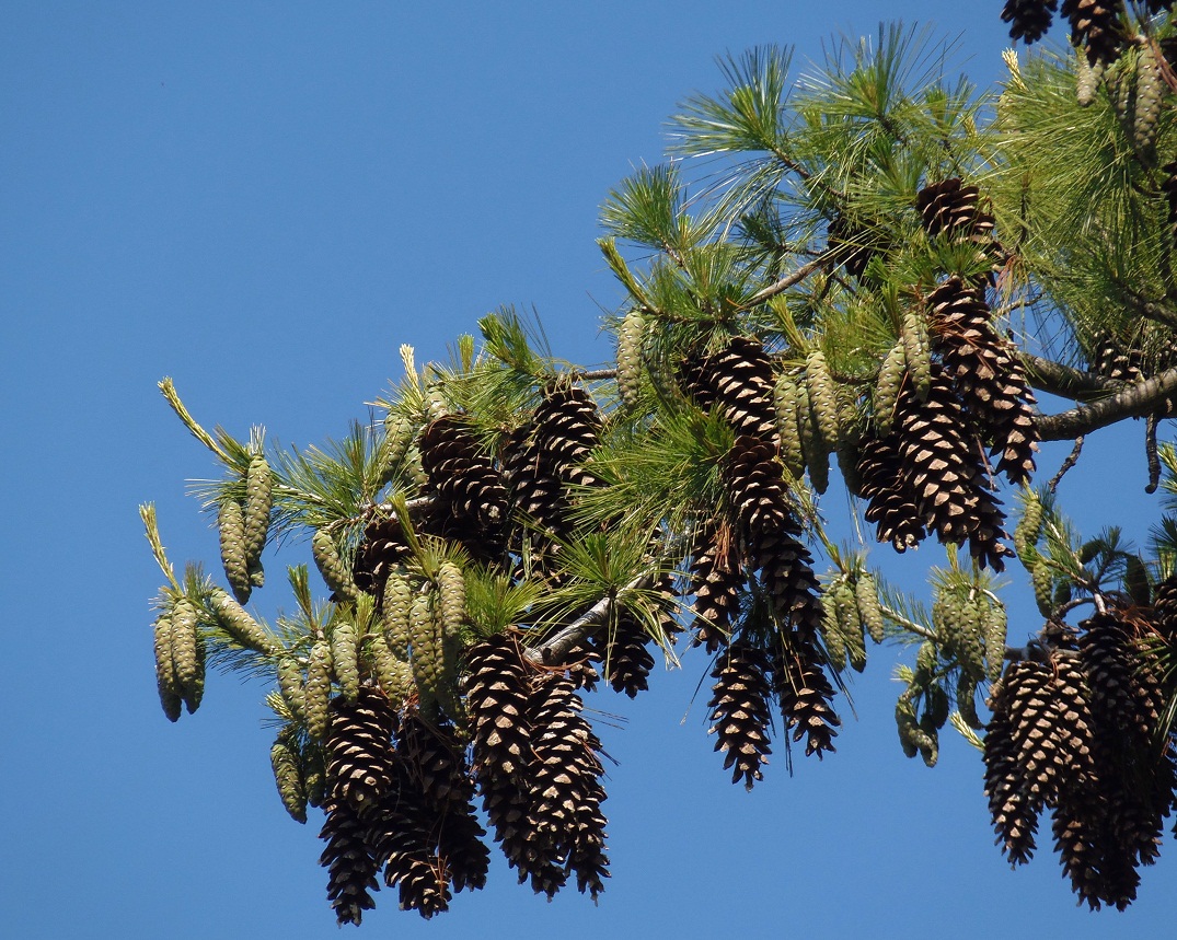 Изображение особи Pinus strobus.