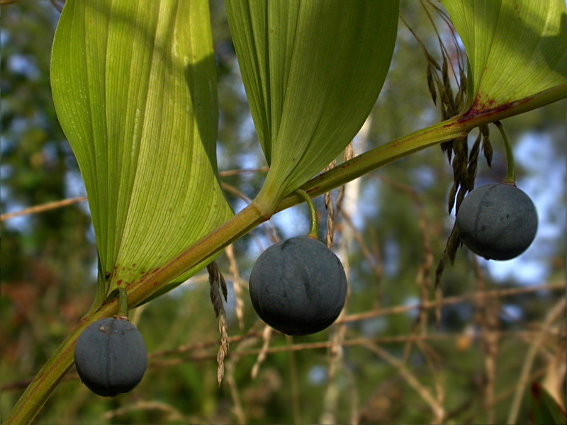 Image of Polygonatum odoratum specimen.