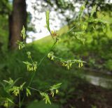 familia Poaceae. Соцветие. Татарстан, Бавлинский р-н, берег ручья. 23.06.2014.