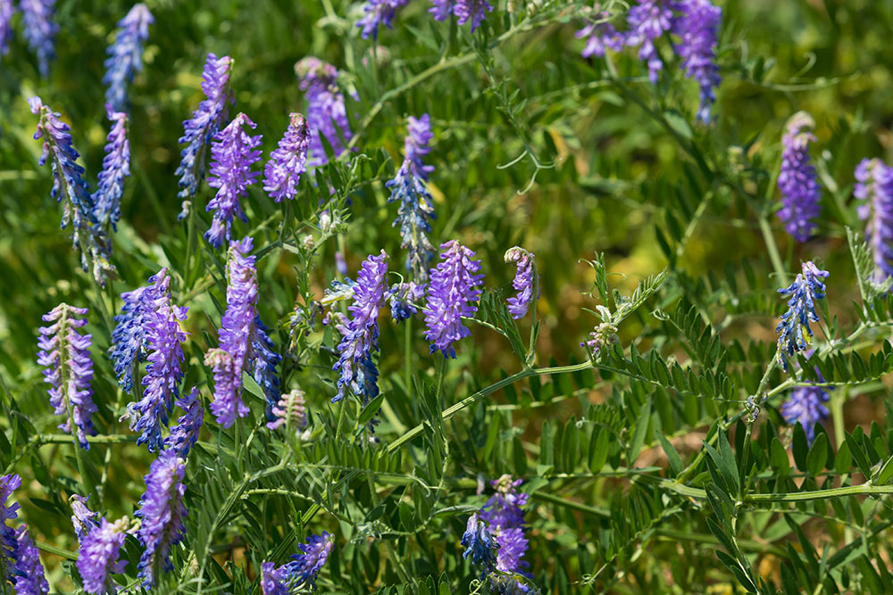 Изображение особи Vicia cracca.