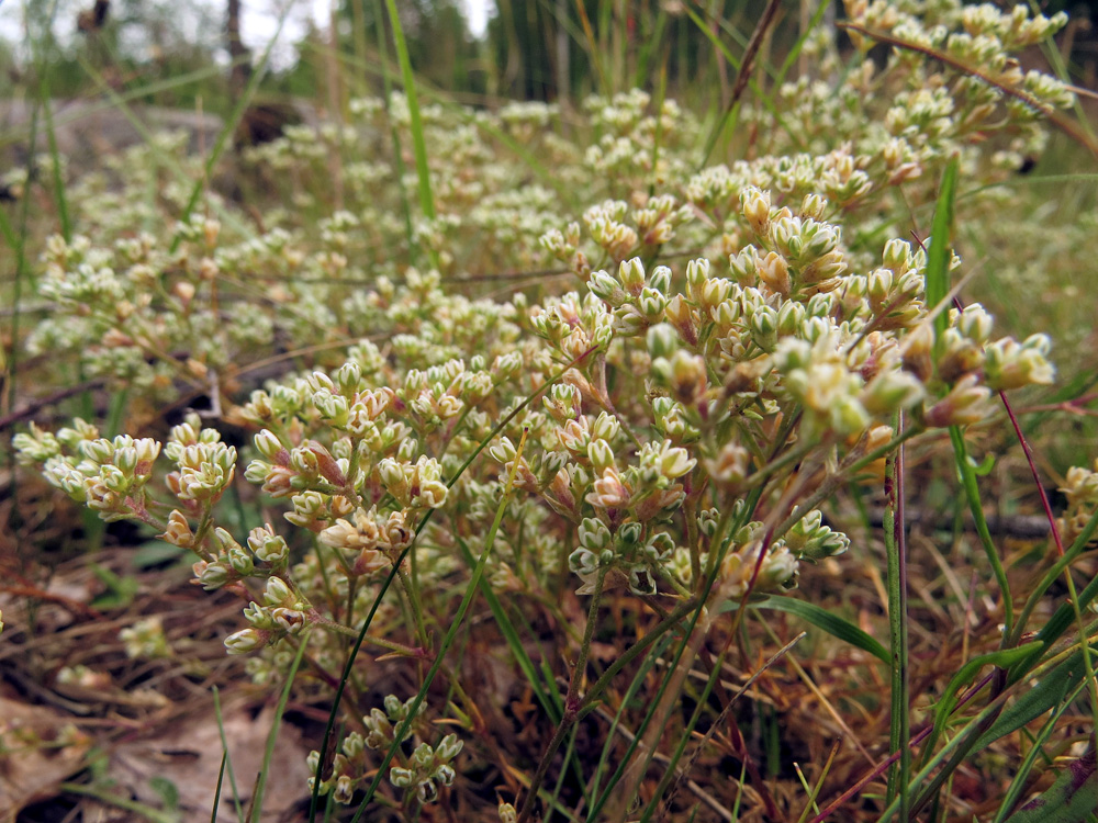 Изображение особи Scleranthus perennis.