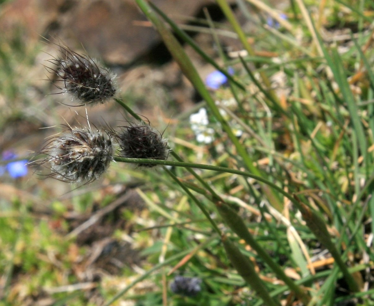 Image of genus Alopecurus specimen.