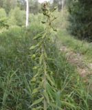 Epipactis helleborine. Верхушка соцветия с бутонами. Московская обл., Лотошинский р-н, окр. дер. Савостино. 14.07.2014.