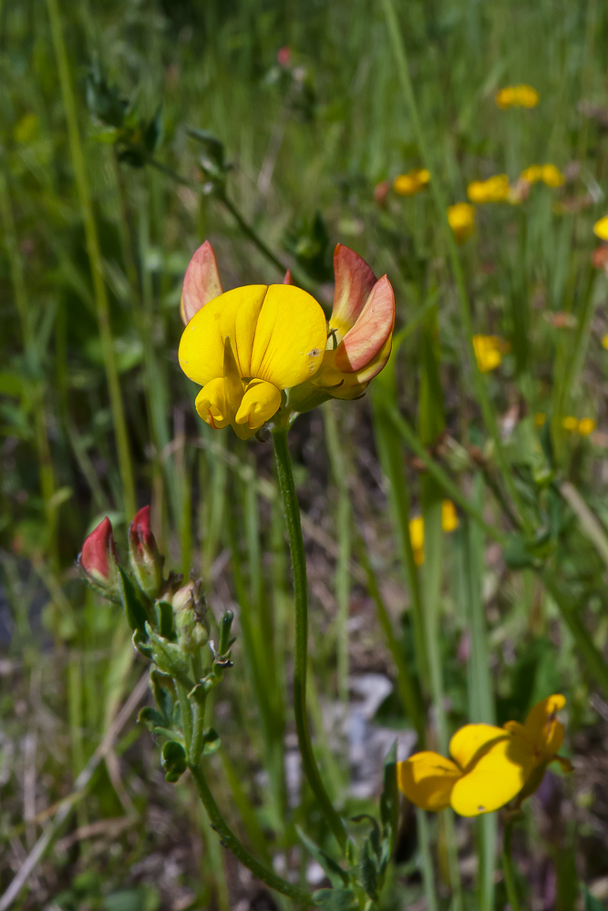 Изображение особи Lotus corniculatus.