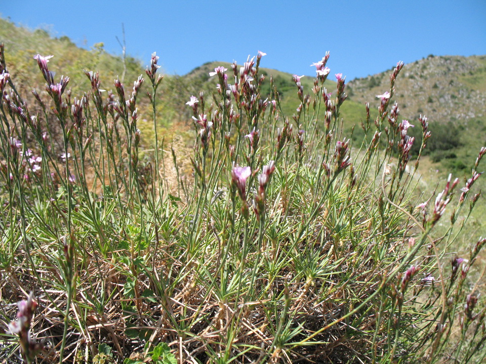 Image of Acantholimon alberti specimen.