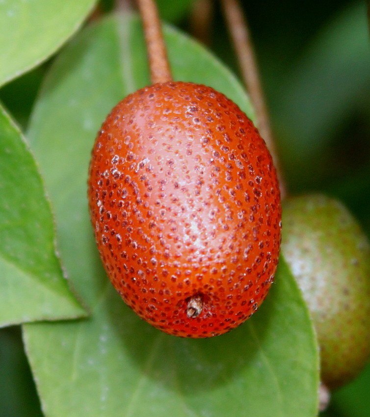 Image of Elaeagnus multiflora specimen.