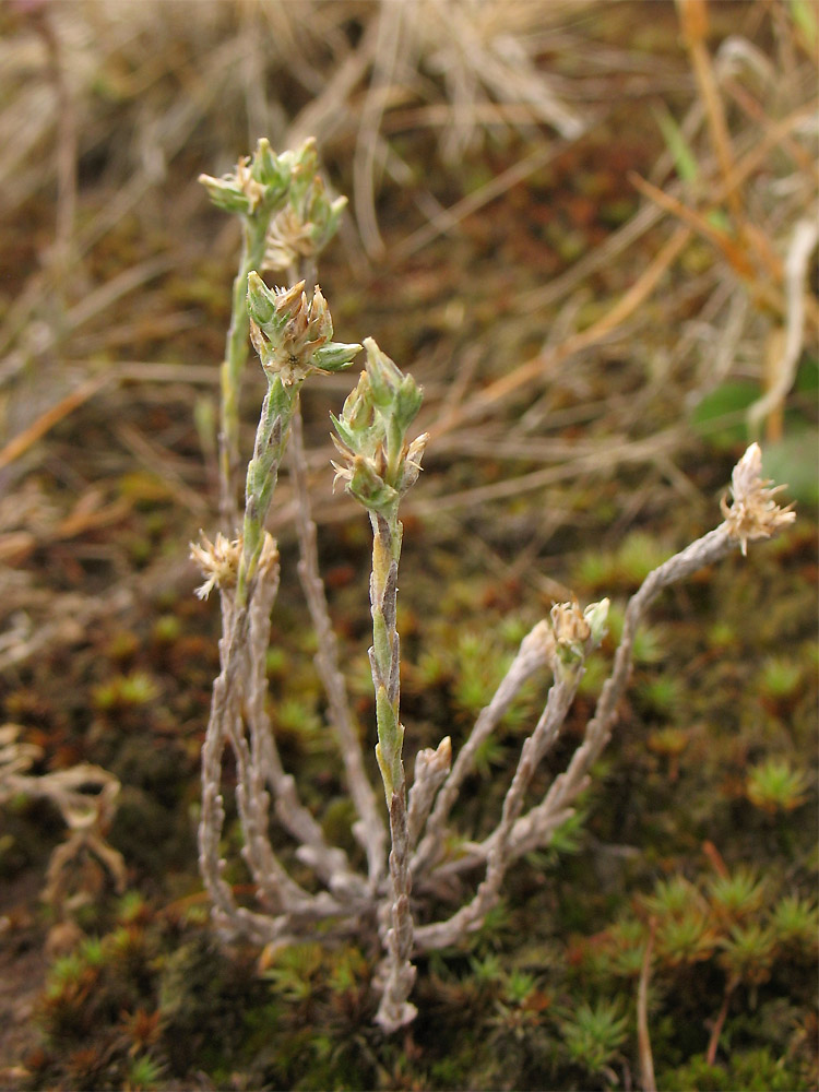 Image of Filago minima specimen.