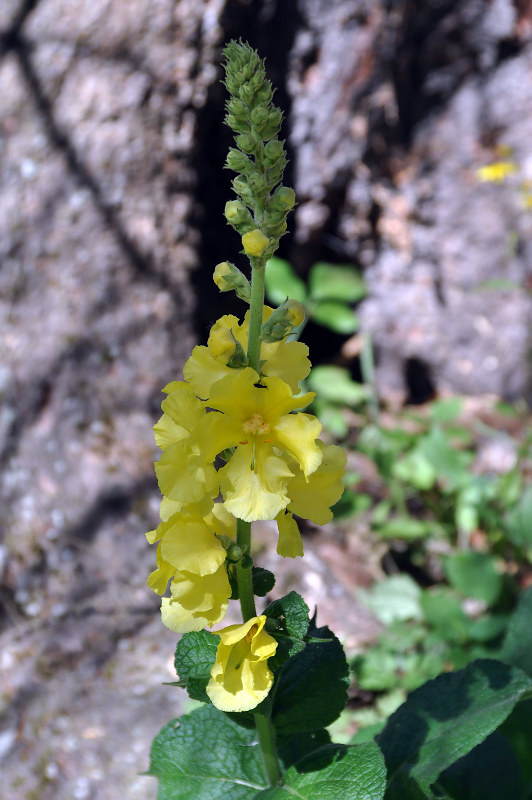 Изображение особи Verbascum phlomoides.