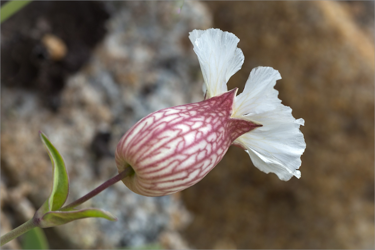 Image of Oberna uniflora specimen.