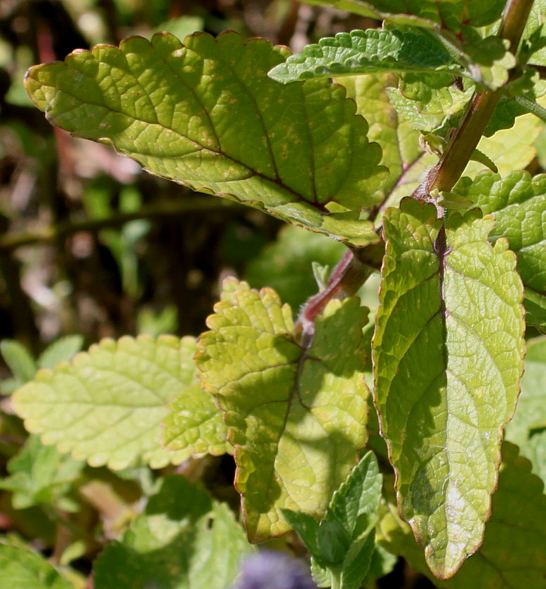 Image of Nepeta grandiflora specimen.
