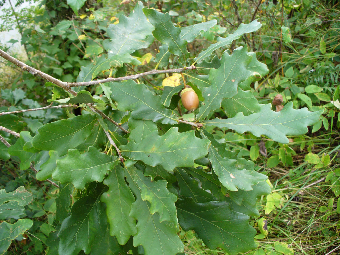 Изображение особи Quercus robur.