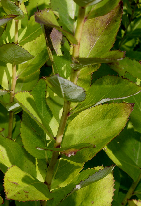 Изображение особи Platycodon grandiflorus.