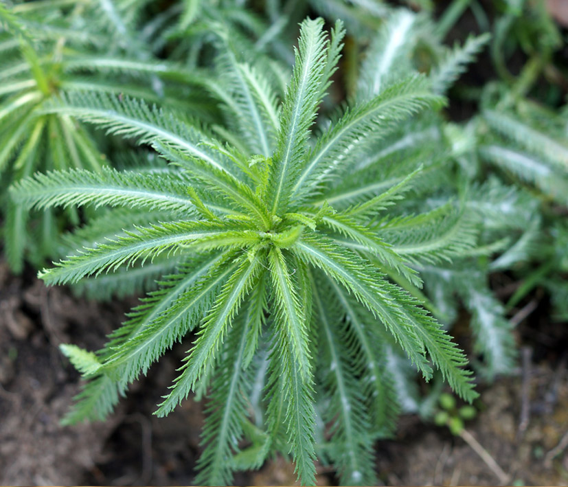 Изображение особи Achillea alpina.