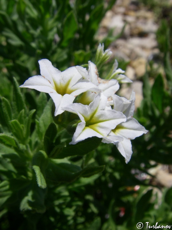 Изображение особи Argusia sibirica.