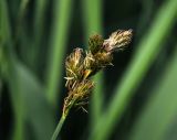Carex leporina. Соцветие. Московская обл., Раменский р-н, окр. ж.-д. платформы Хрипань, просека под ЛЭП. 07.06.2014.