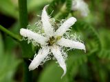 Menyanthes trifoliata. Цветок с нехарактерным количеством лепестков. Тульская обл., Ленинский р-н, участок засечного леса между пос. Озерный и пос. Ломинцево, карстовое болото. 18.05.2014.