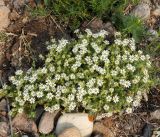 Stellaria dichotoma