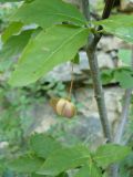 Euonymus latifolius. Ветвь с листьями и незрелым плодом. Крым, Ялта, ущелье Уч-Кош. 05.08.2009.