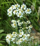 Achillea ledebourii