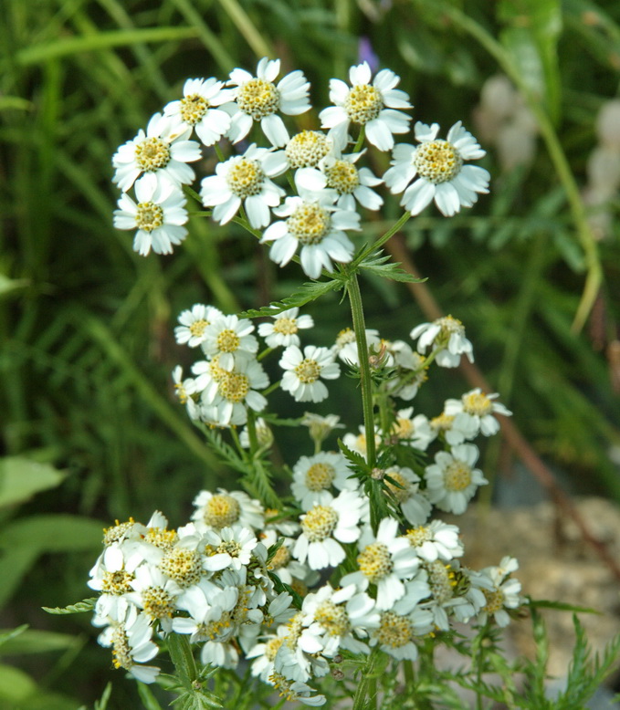 Image of Achillea ledebourii specimen.