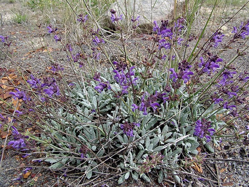 Изображение особи Salvia canescens.