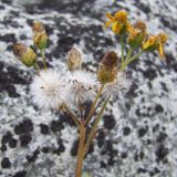 Tephroseris integrifolia. Соцветия и соплодия. Кольский полуостров, Восточный Мурман, губа Ярнышная, на супралиторали. 30.08.2009.