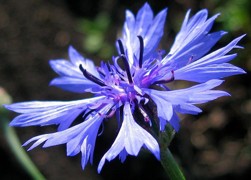 Изображение особи Centaurea cyanus.