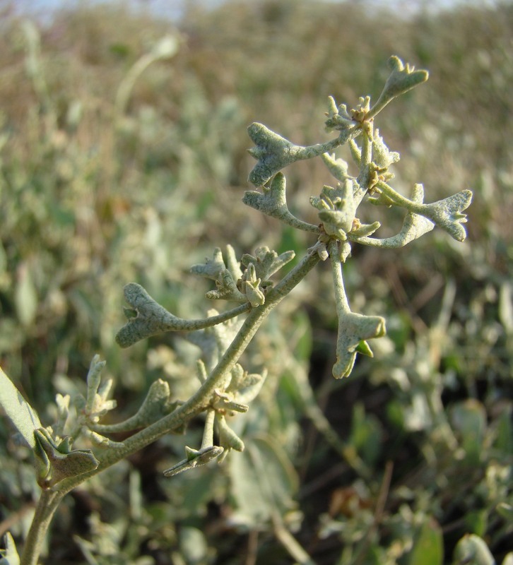 Image of Halimione pedunculata specimen.