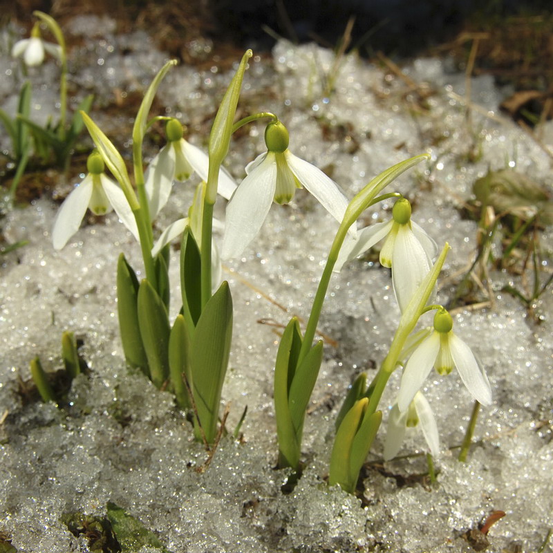 Image of Galanthus platyphyllus specimen.