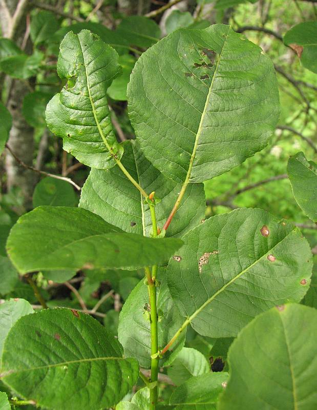 Изображение особи Salix pyrolifolia.