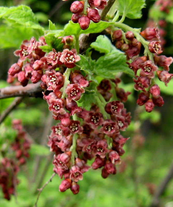 Изображение особи Ribes atropurpureum.