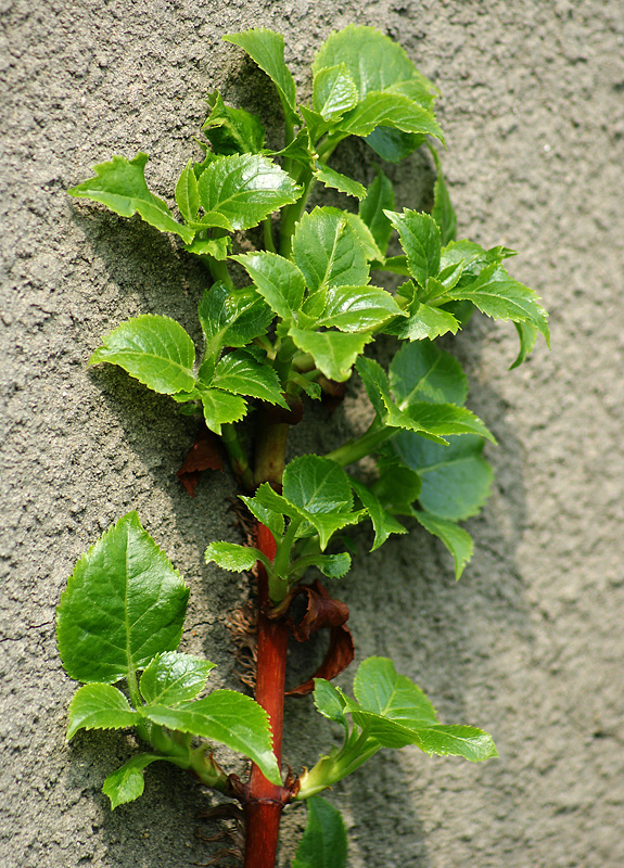 Изображение особи Hydrangea petiolaris.