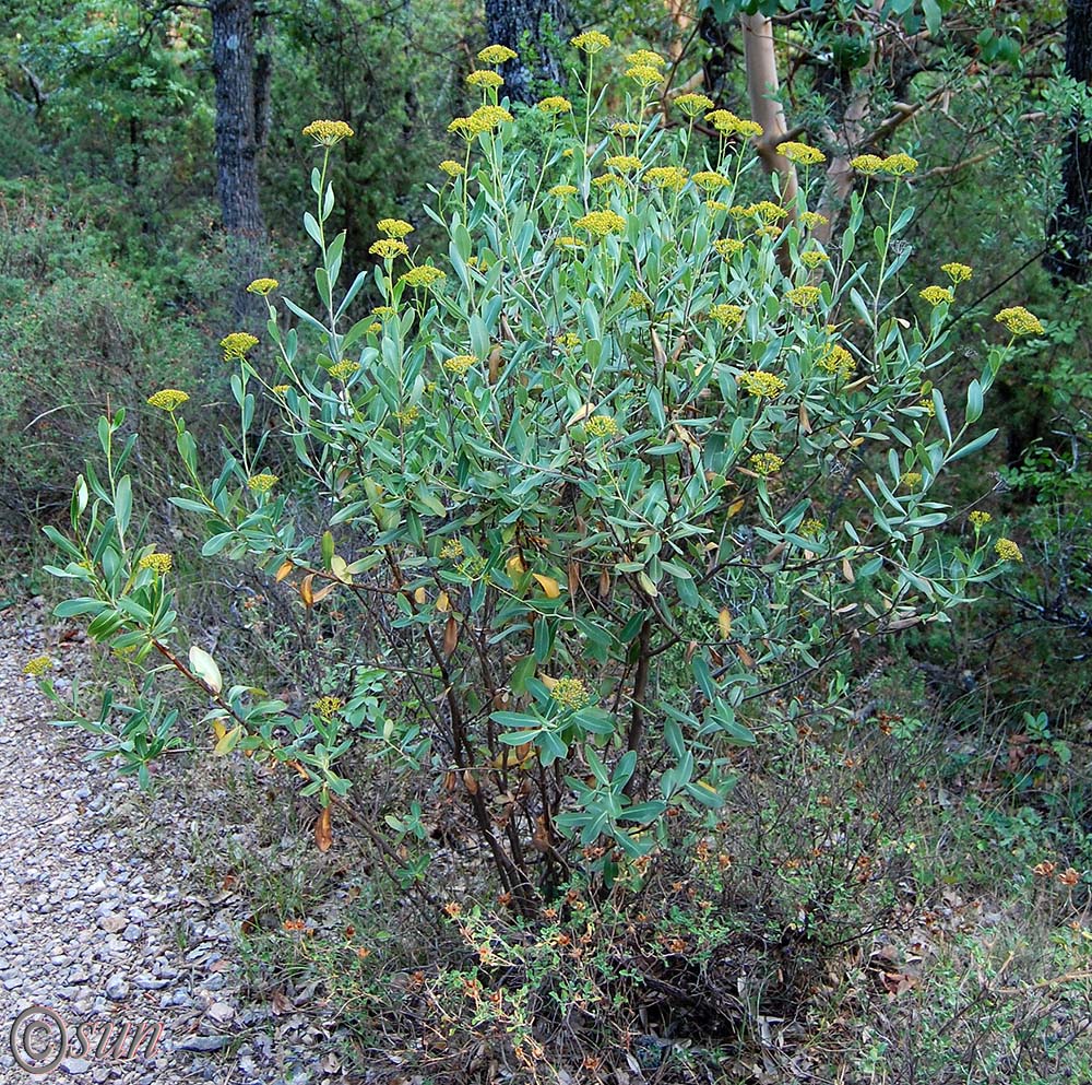 Изображение особи Bupleurum fruticosum.