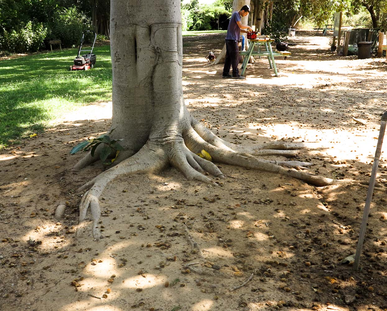 Изображение особи Ficus saussureana.