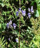 Aconitum baicalense. Часть побега. Иркутская обл., Иркутский р-н, долина р. Иркут, 2 км западнее с. Максимовщина. 09.08.2014.