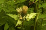 Cirsium oleraceum. Верхушка побега с соцветиями и присоцветными листьями. Новгородская обл., Боровичский р-н, восточнее дер. Сушани, граница заболоченного лугового склона и сероольшаника. 30.08.2015.