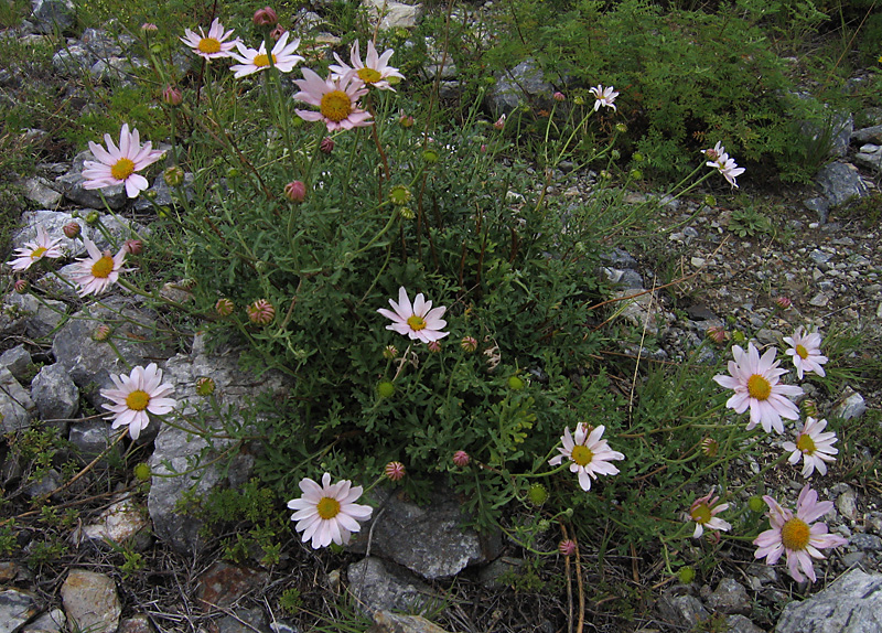 Image of Chrysanthemum sinuatum specimen.