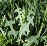 Lactuca serriola. Молодые листья на верхушке развивающегося растения. Московская обл., Раменский р-н, окр. ж.-д. платформы Хрипань, залежь. 30.07.2015.