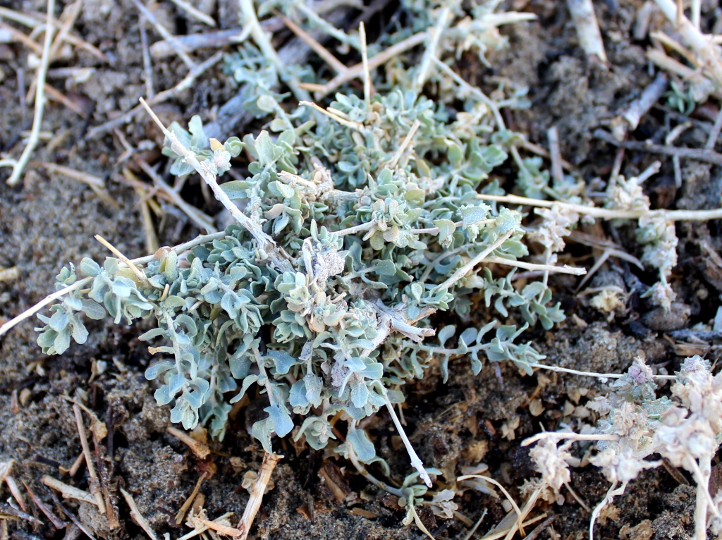 Image of genus Atriplex specimen.