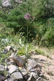 Allium fetisowii. Цветущее растение. Южный Казахстан, горы Алатау (Даубаба), Восточное ущелье. 18.05.2014.
