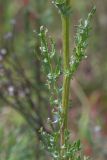 Senecio jacobaea