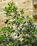 Olea europaea. Верхушки веточек со зрелыми и незрелыми плодами. Испания, Андалусия, г. Малага, озеленение. Август 2015 г.